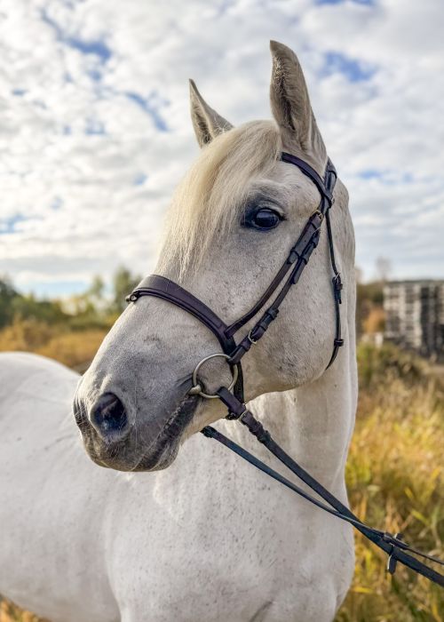 Skolhästen Linda