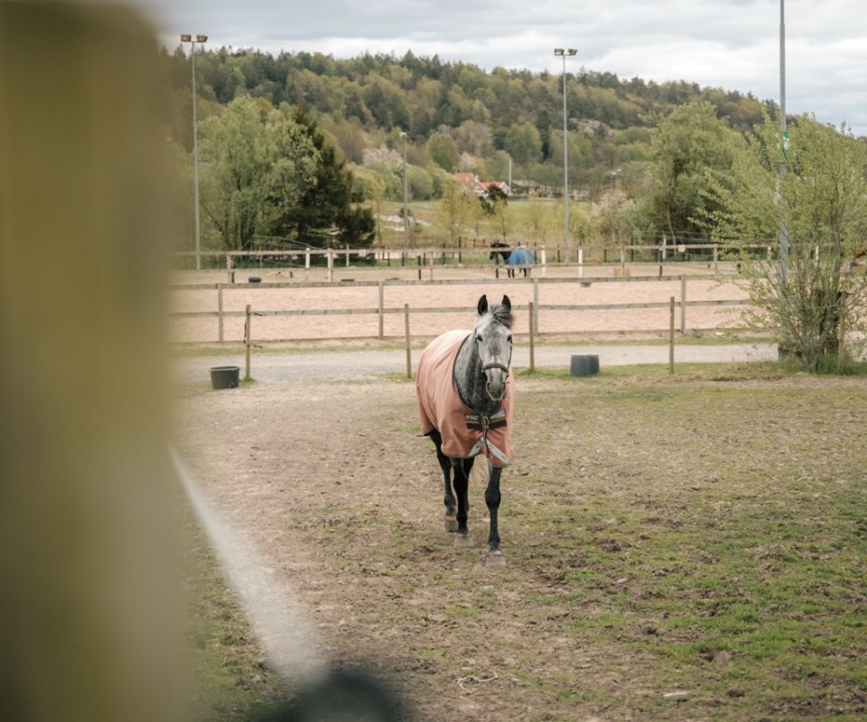 Hästhage på Sveriges Ridgymnasium i Kungsbacka