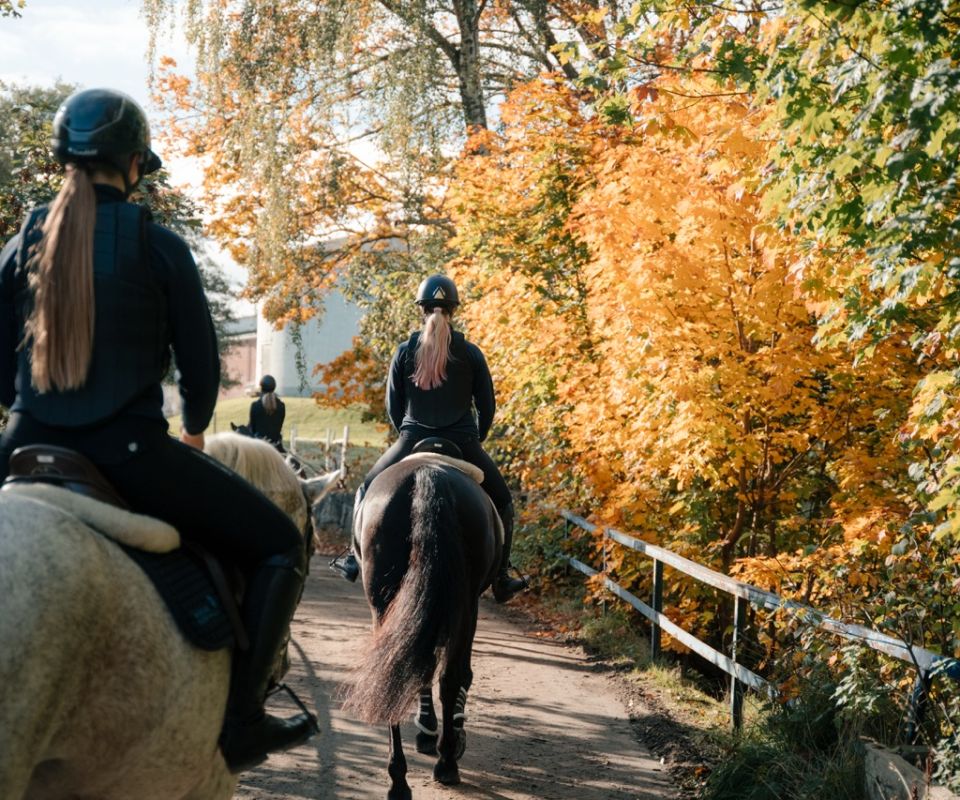 Hästar på uteritt i höstväder i Varberg
