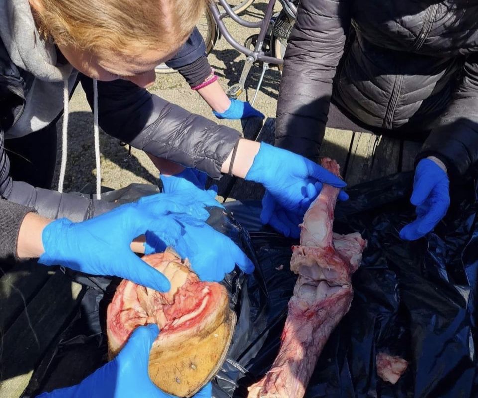 Elev i Djurvårdsprofilen med ett djur