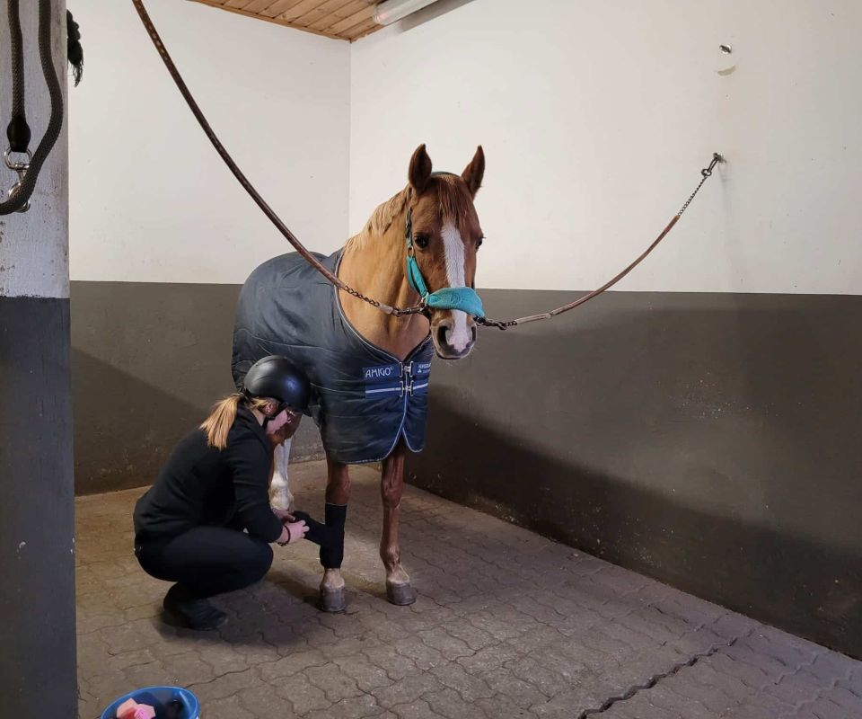 Brun häst med vit bläs uppbunden i en stallgång medan en person på huk justerar benskydd
