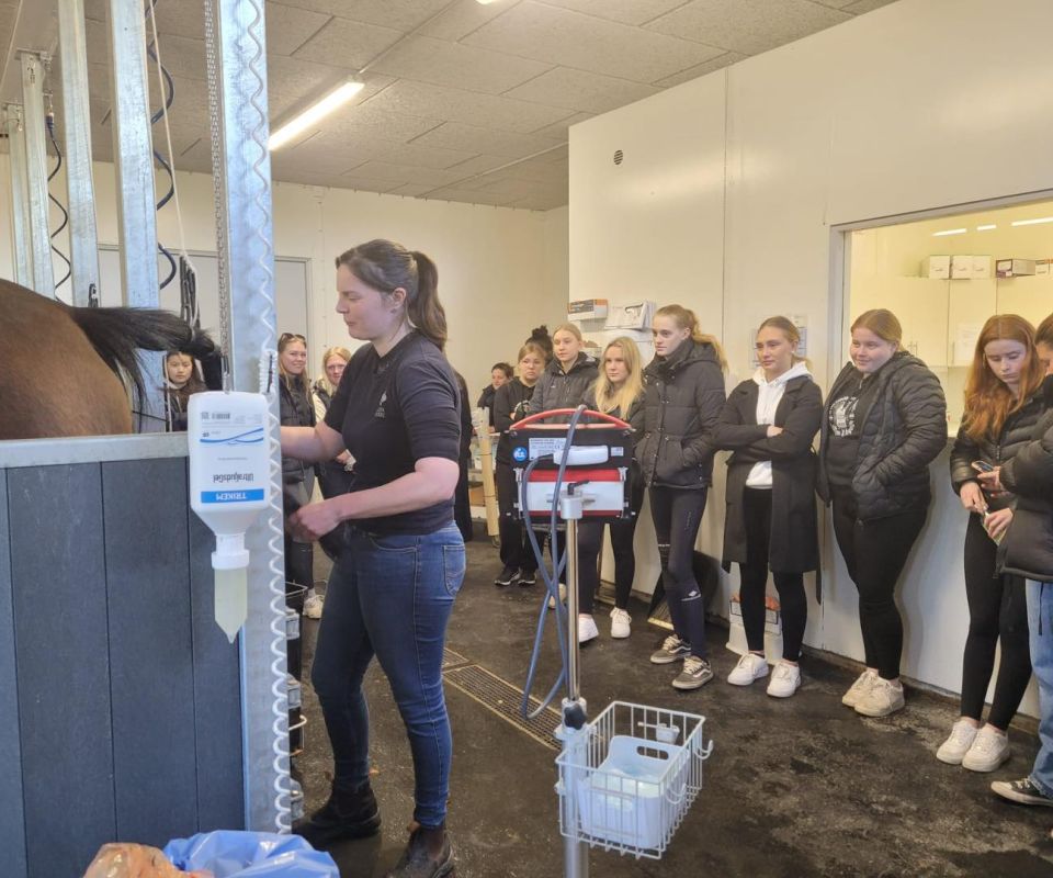 Elev i Djurvårdsprofilen med ett djur